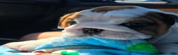 English Bulldog dogs for sale: English Bulldog 1 - Ad 2