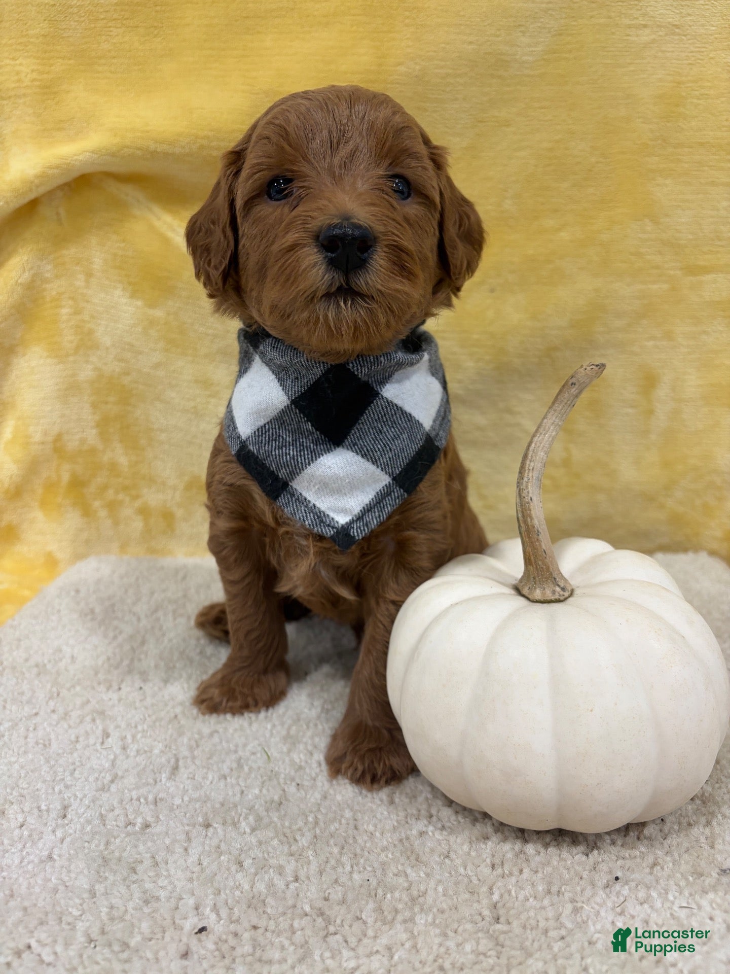 Mini Goldendoodle dogs Milo - Ad 1