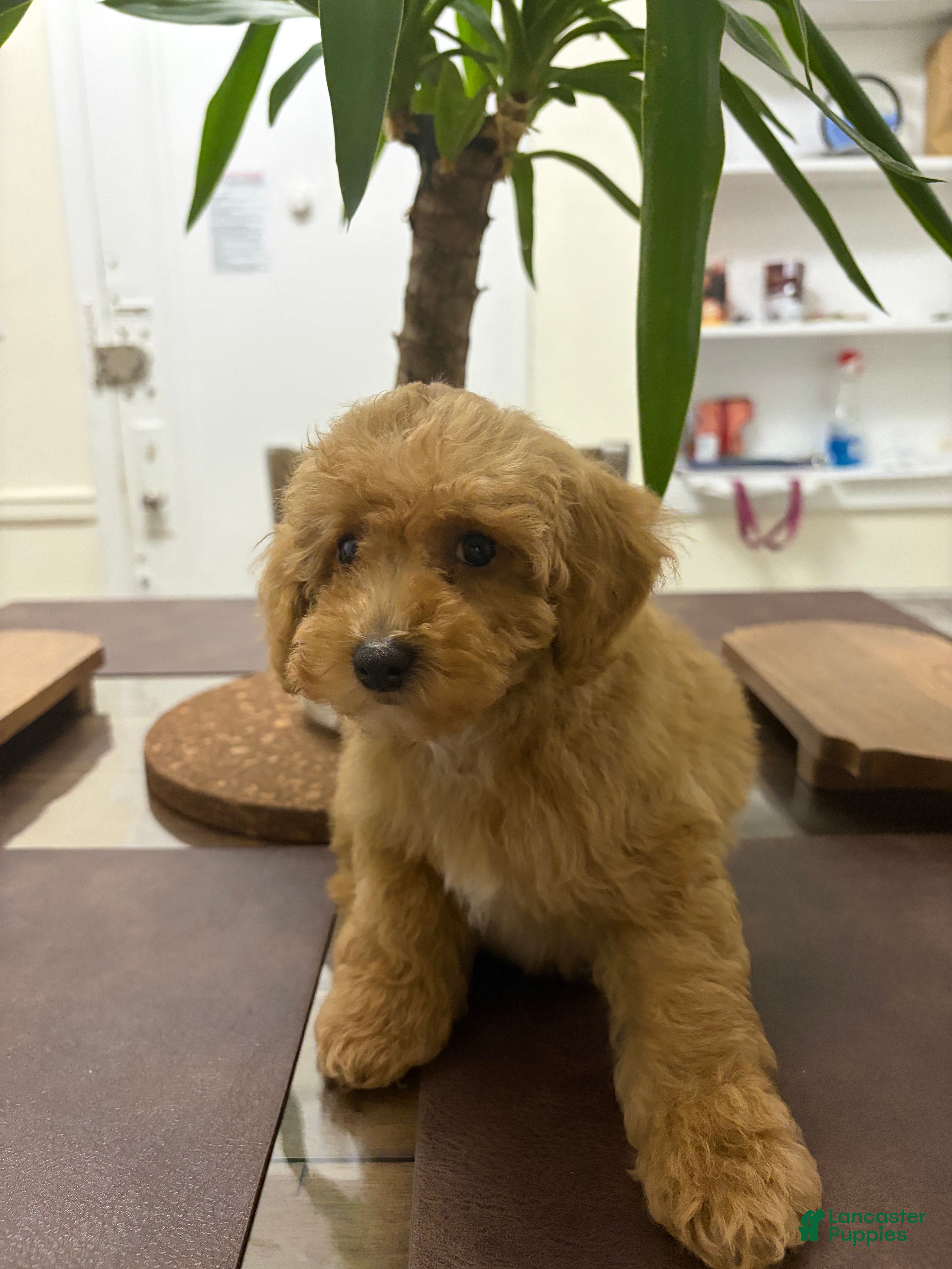Toy Poodle dogs Robby - Ad 15