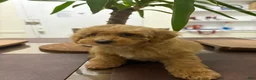 Toy Poodle dogs for sale: Robby - Ad 1