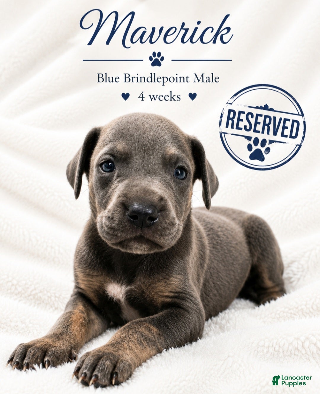 Great Dane dogs Sapphire  - Ad 38