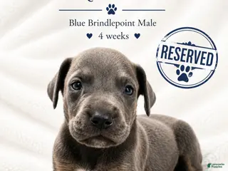 Great Dane dogs Sapphire - Ad 27