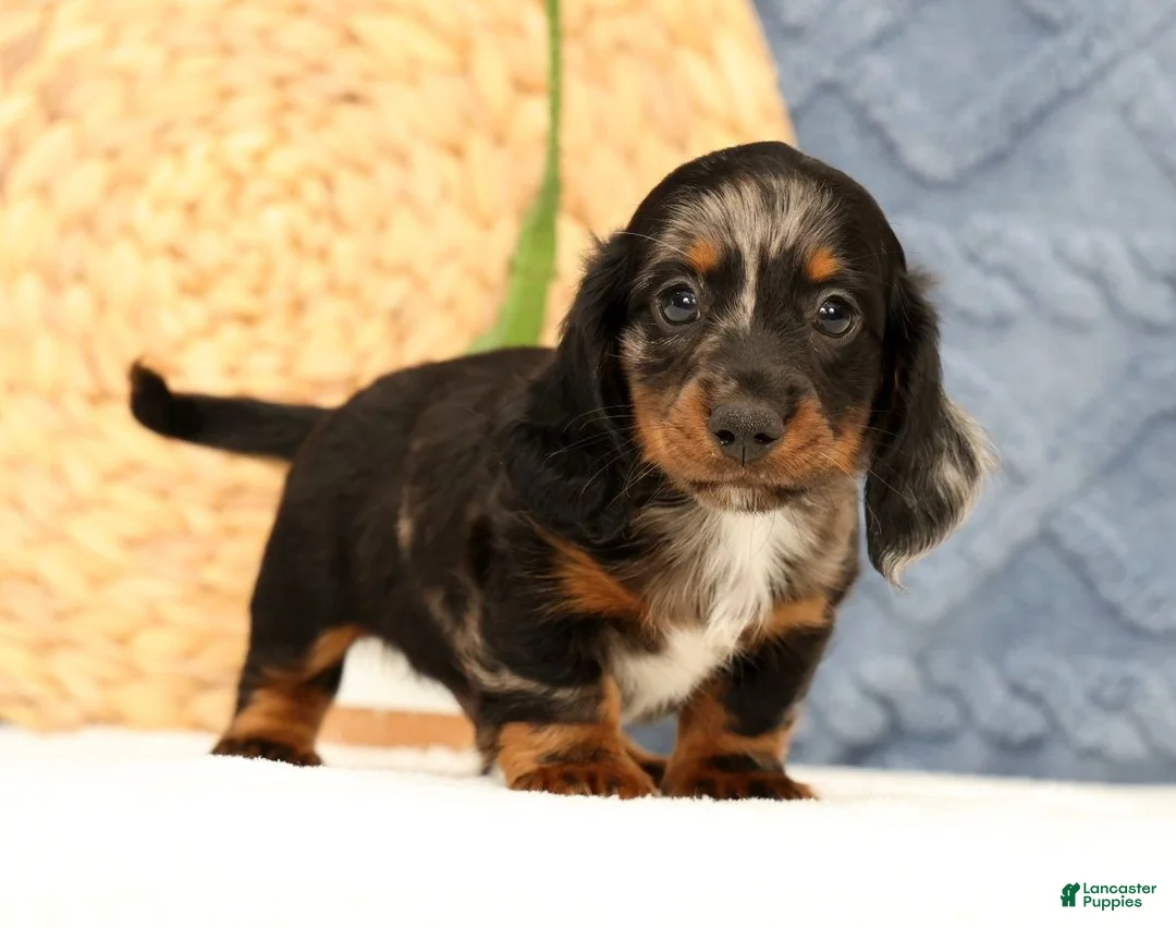 Miniature Dachshund dogs for sale: Jasper - Ad 1