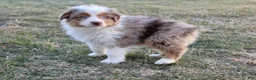 Australian Shepherd dogs for sale: Biggs - Ad 3