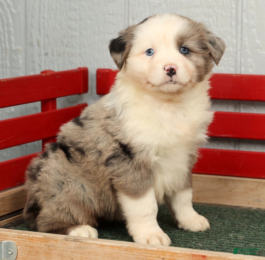 Australian Shepherd dogs for sale: Evie - Ad 1