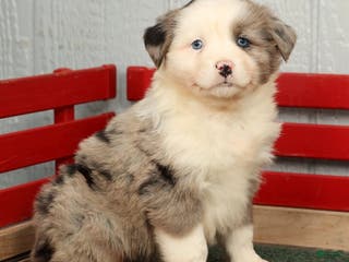 Australian Shepherd dogs Evie - Ad 7
