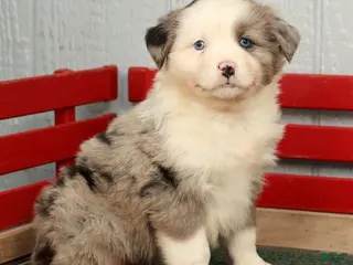 Australian Shepherd dogs Evie - Ad 12