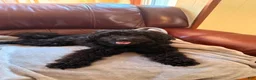Mini Bernedoodle dogs for sale: Mini Bernedoodle 1 - Ad 10