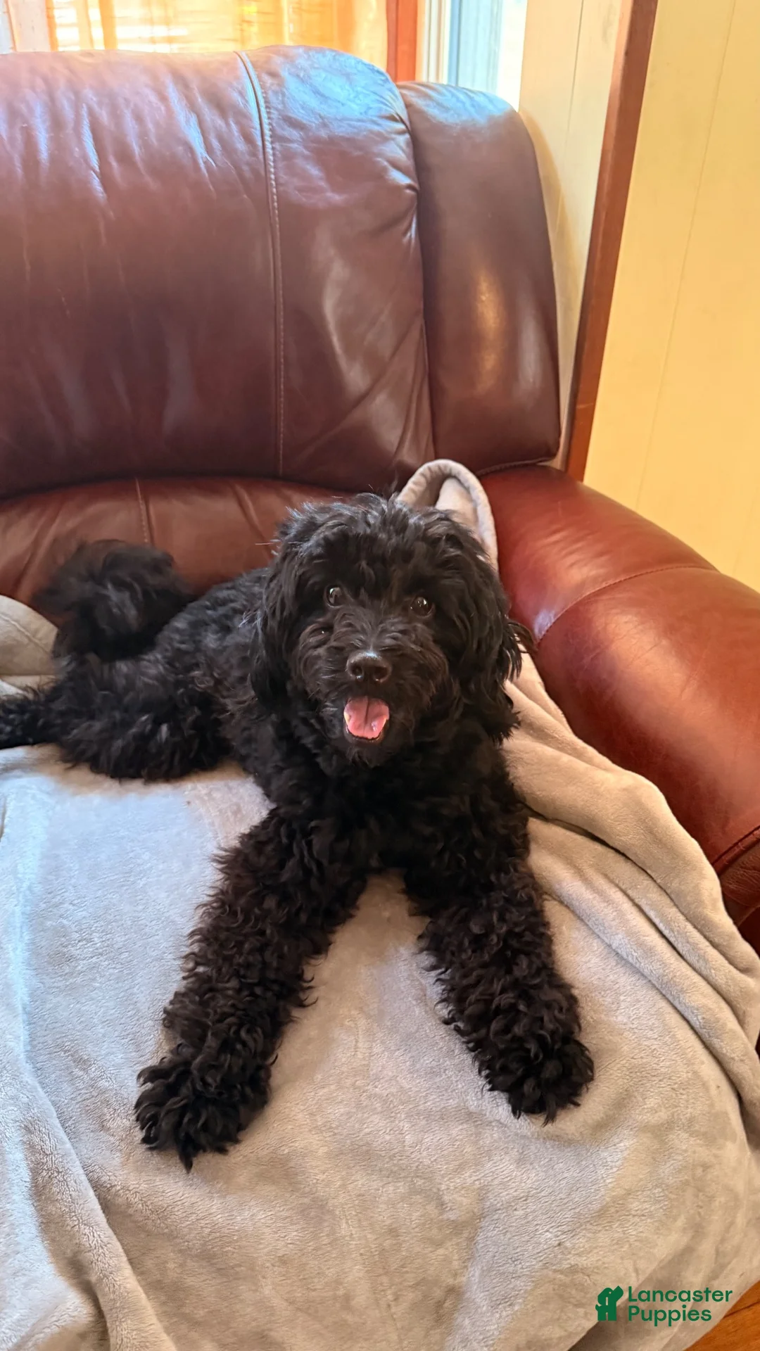 Mini Bernedoodle dogs for sale: Mini Bernedoodle 1 - Ad 10