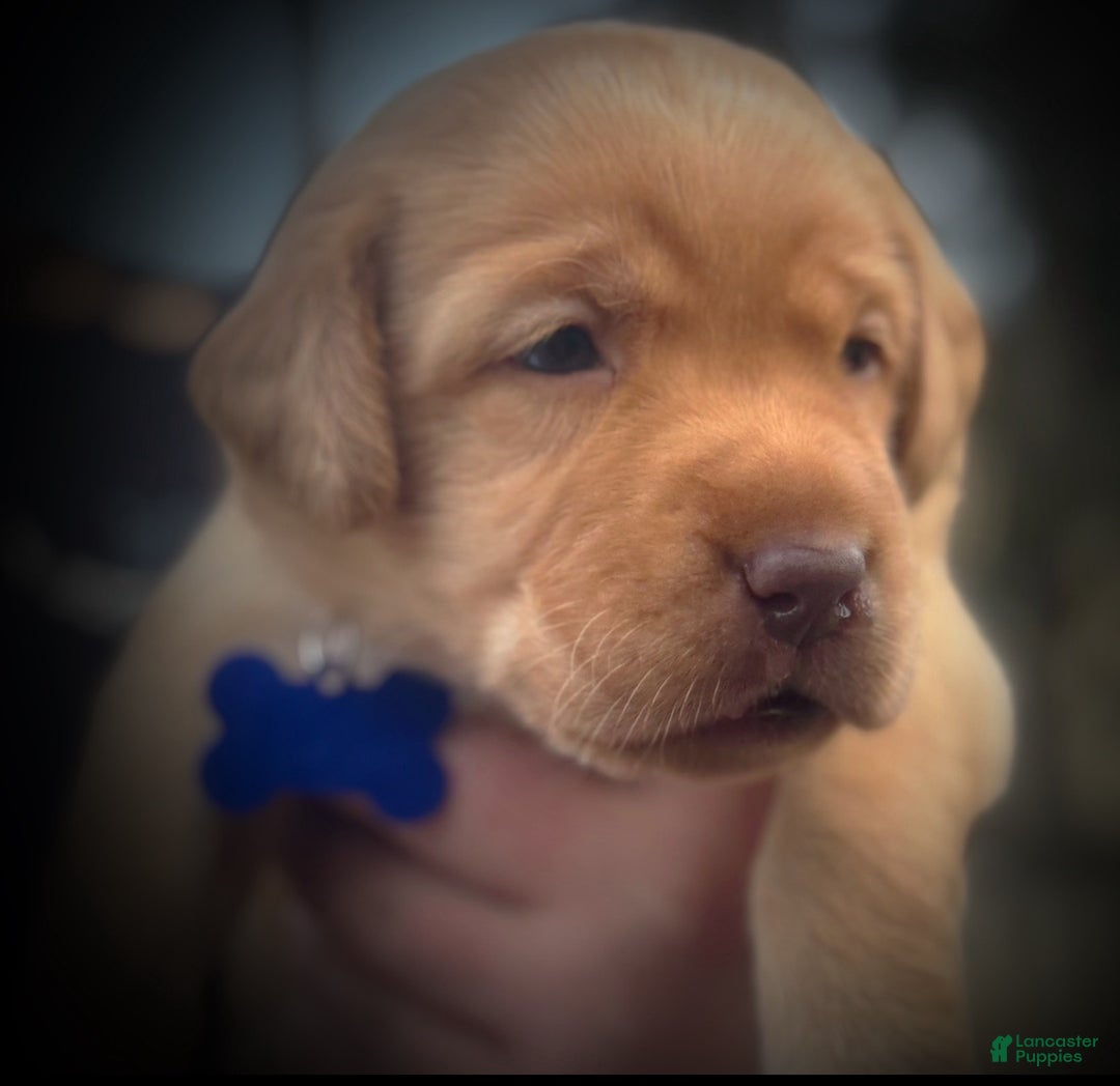 Labrador Retriever dogs for sale: Labrador Retriever Puppy 1 - Ad 8