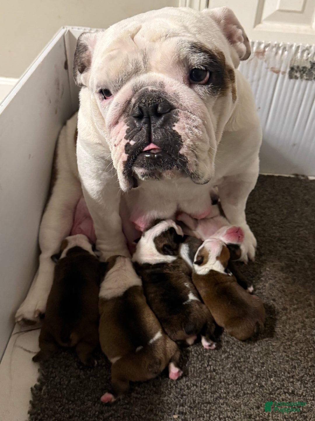 English Bulldog dogs for sale: English Bulldog Puppy 2 - Ad 7