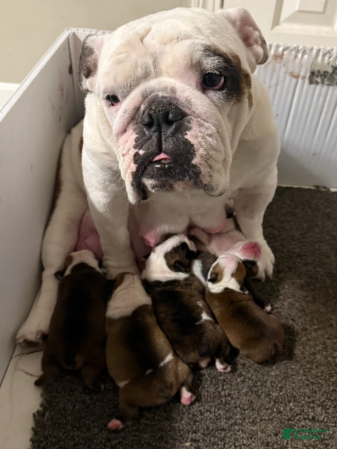 English Bulldog dogs for sale: English Bulldog Puppy 2 - Ad 7