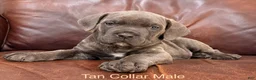 Cane Corso dogs for sale: Cane Corso Puppy Male Tan Collar - Ad 2