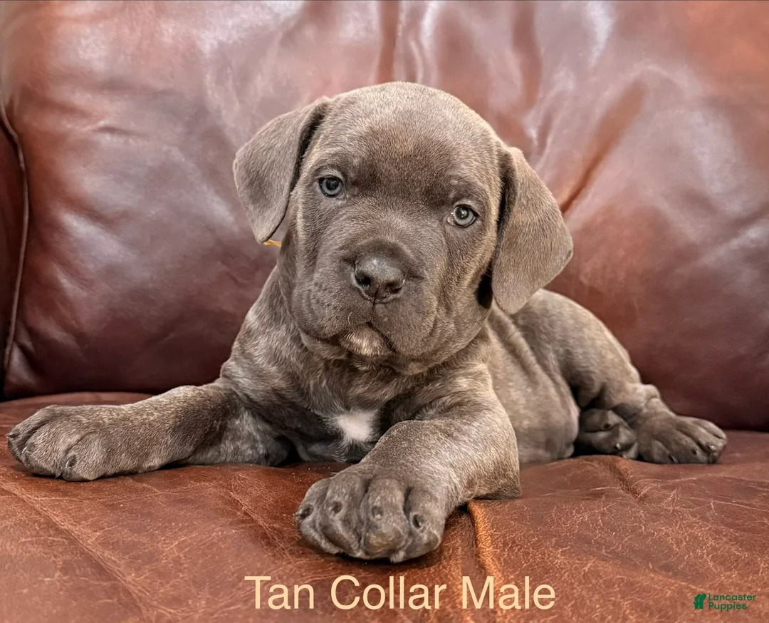 Cane Corso dogs for sale: Cane Corso Puppy Male Tan Collar - Ad 2