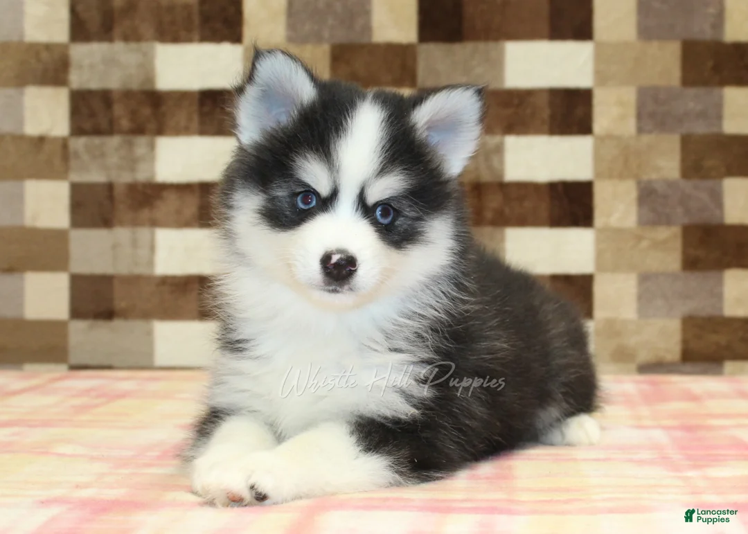 Pomsky dogs for sale: Boots - Ad 2