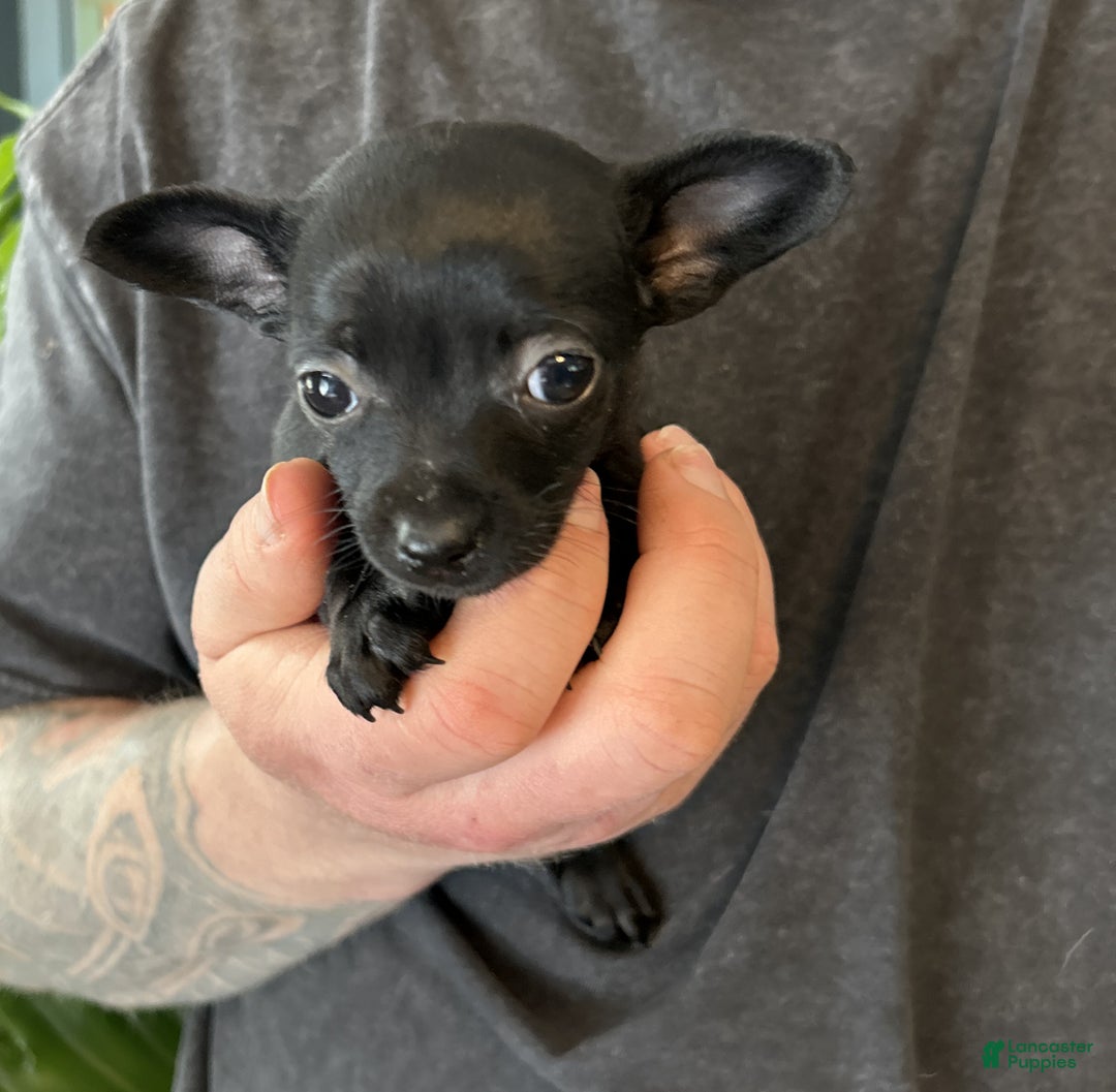 Mixed Breed dogs for sale: Tropical Night - Ad 6