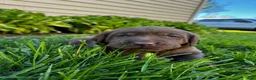Labrador Retriever dogs for sale: Pierre - Ad 6