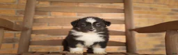 Australian Shepherd dogs for sale: Australian Shepherd Puppy 6 Tri-color puppies. - Ad 6