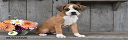 Boxer dogs for sale: Gracie - Ad 4