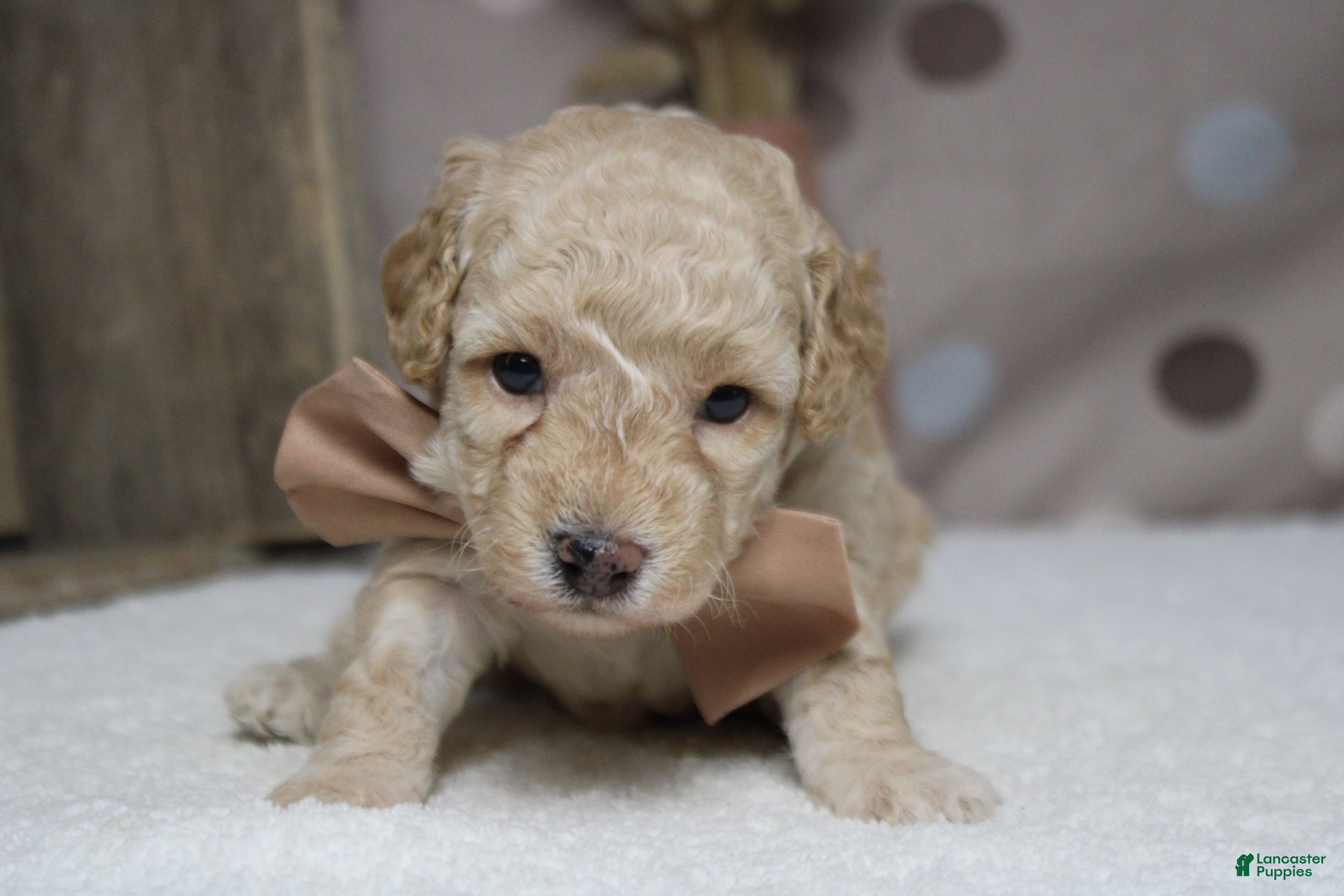 Toy Poodle dogs Theodore  - Ad 16