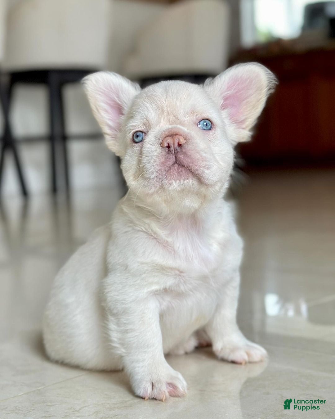French Bulldog dogs Kingston Fluffy Frenchie Pup - Ad 26