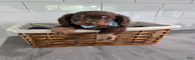 Biscuit