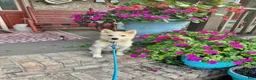 Pomsky dogs for sale: hunter - Ad 3