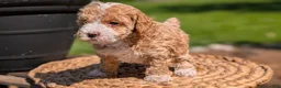 Miniature Poodle dogs for sale: Melody - Ad 11