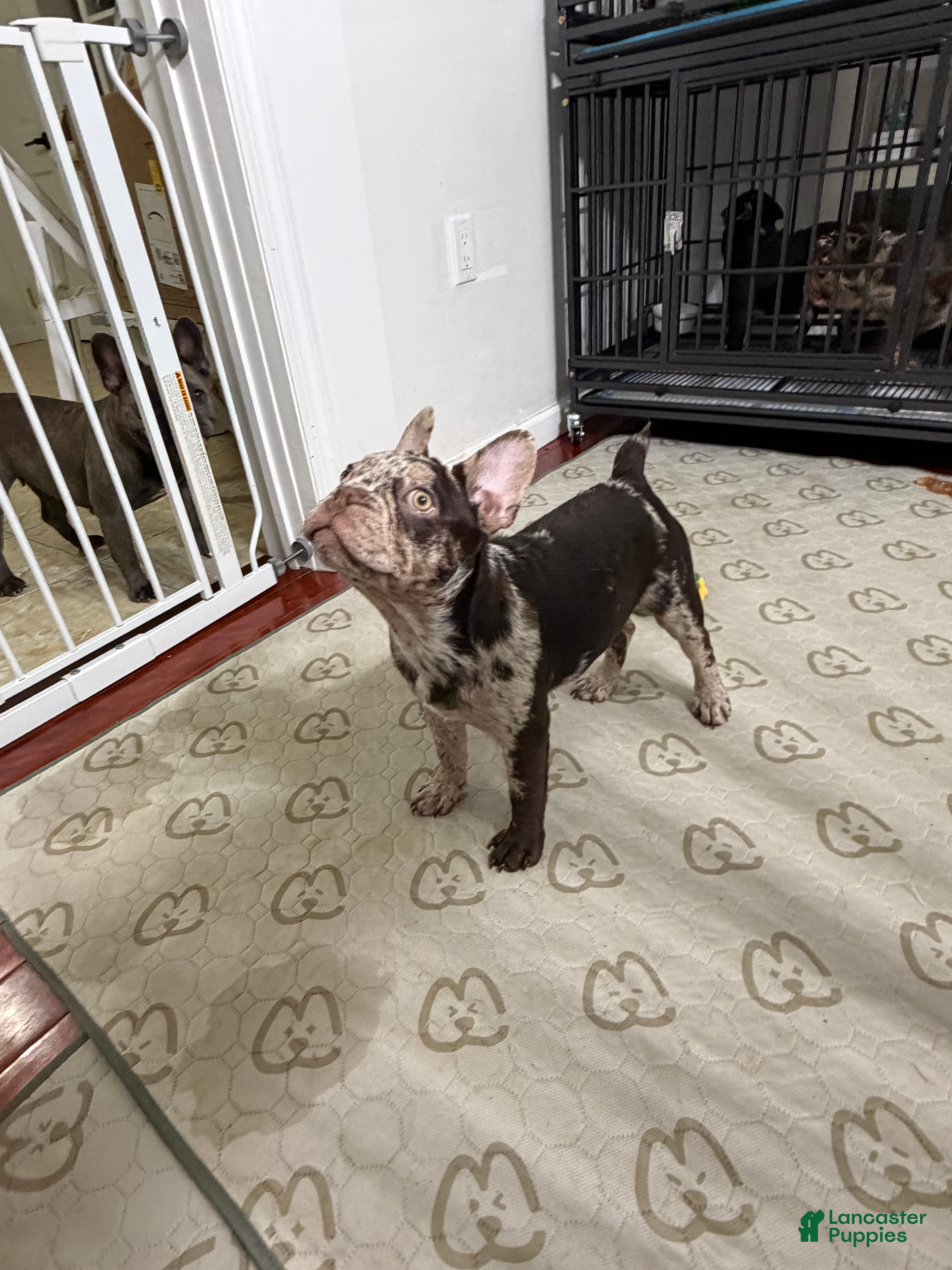 French Bulldog dogs French Bulldog Puppy 1 - Ad 2