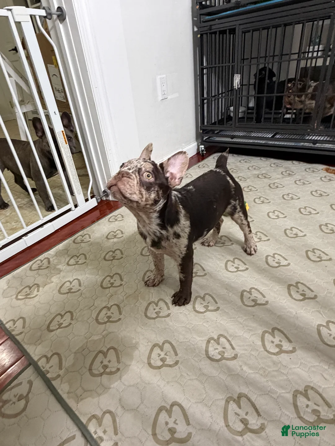 French Bulldog dogs for sale: French Bulldog Puppy 1 - Ad 2