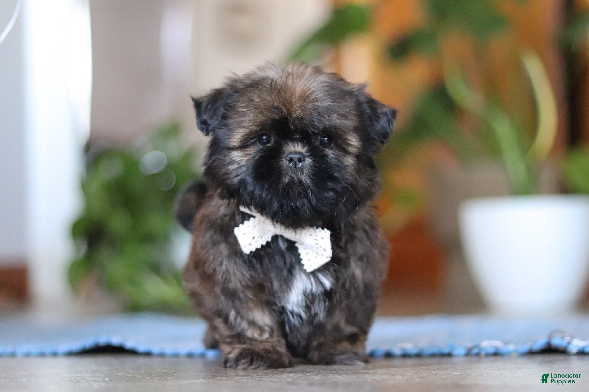 Shih Tzu dogs Lacey - Ad 8