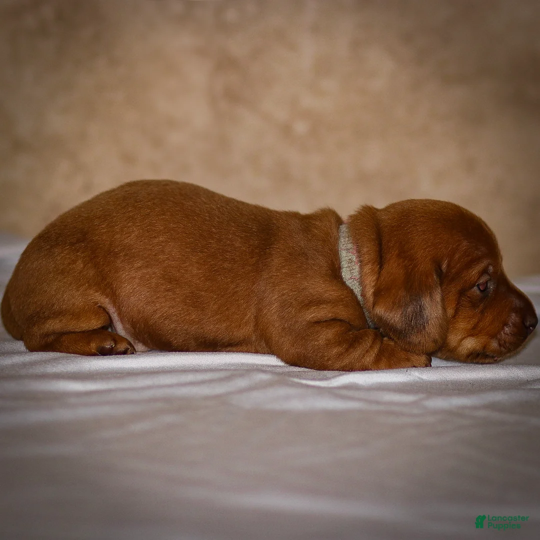 Dachshund dogs for sale: Harry - Ad 15