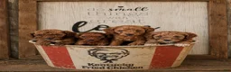 Mini Goldendoodle dogs for sale: Boys - Ad 1
