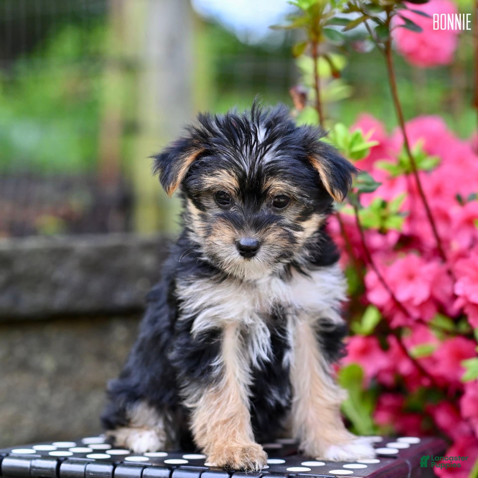 Morkie Poo Puppies Maltese Yorkie Hypoallergenic Maltipoo Yorkie