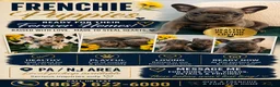 French Bulldog dogs for sale: SUGAR - Ad 5