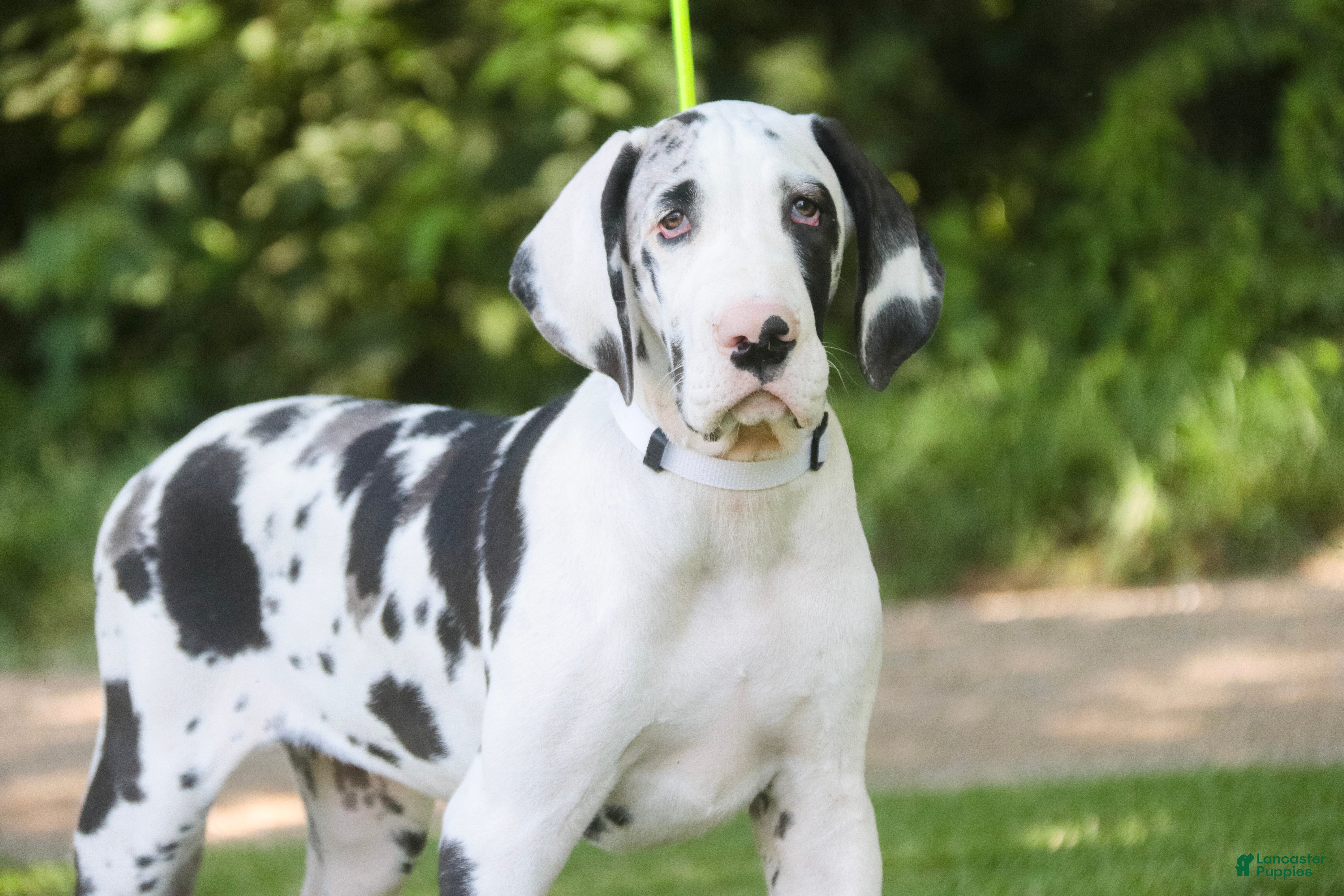 Great Dane dogs Joy - Ad 1