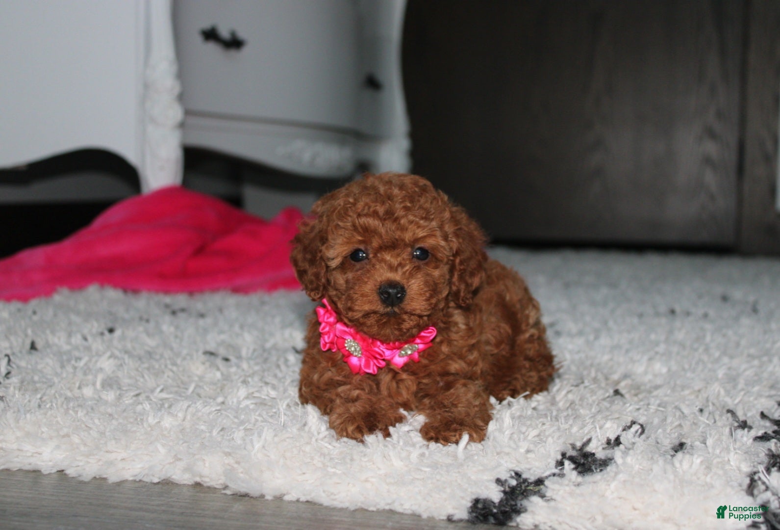 Toy Poodle dogs Beauty - Ad 2
