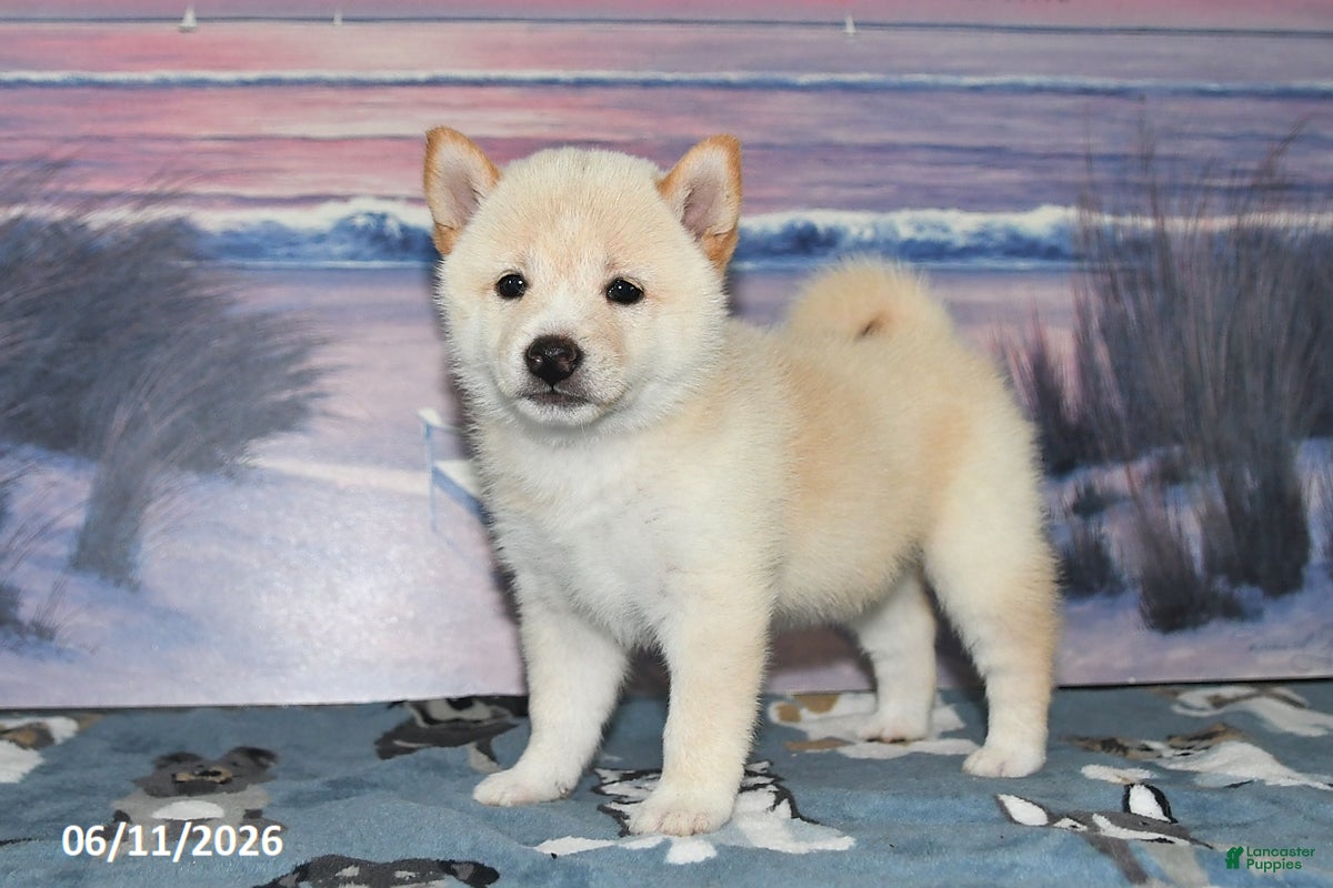 Shiba Inu dogs Colleen - Ad 1