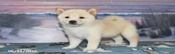 Shiba Inu dogs for sale: Colleen - Ad 1
