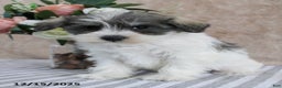 Miniature Schnauzer dogs for sale: Pepper - Ad 2
