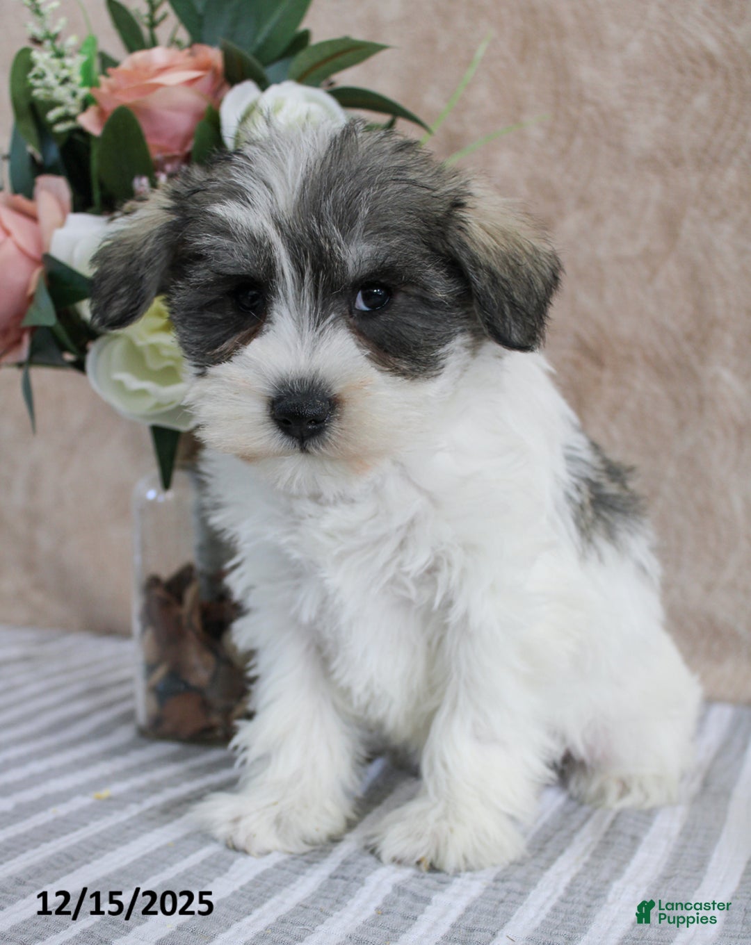 Miniature Schnauzer dogs for sale: Pepper - Ad 2