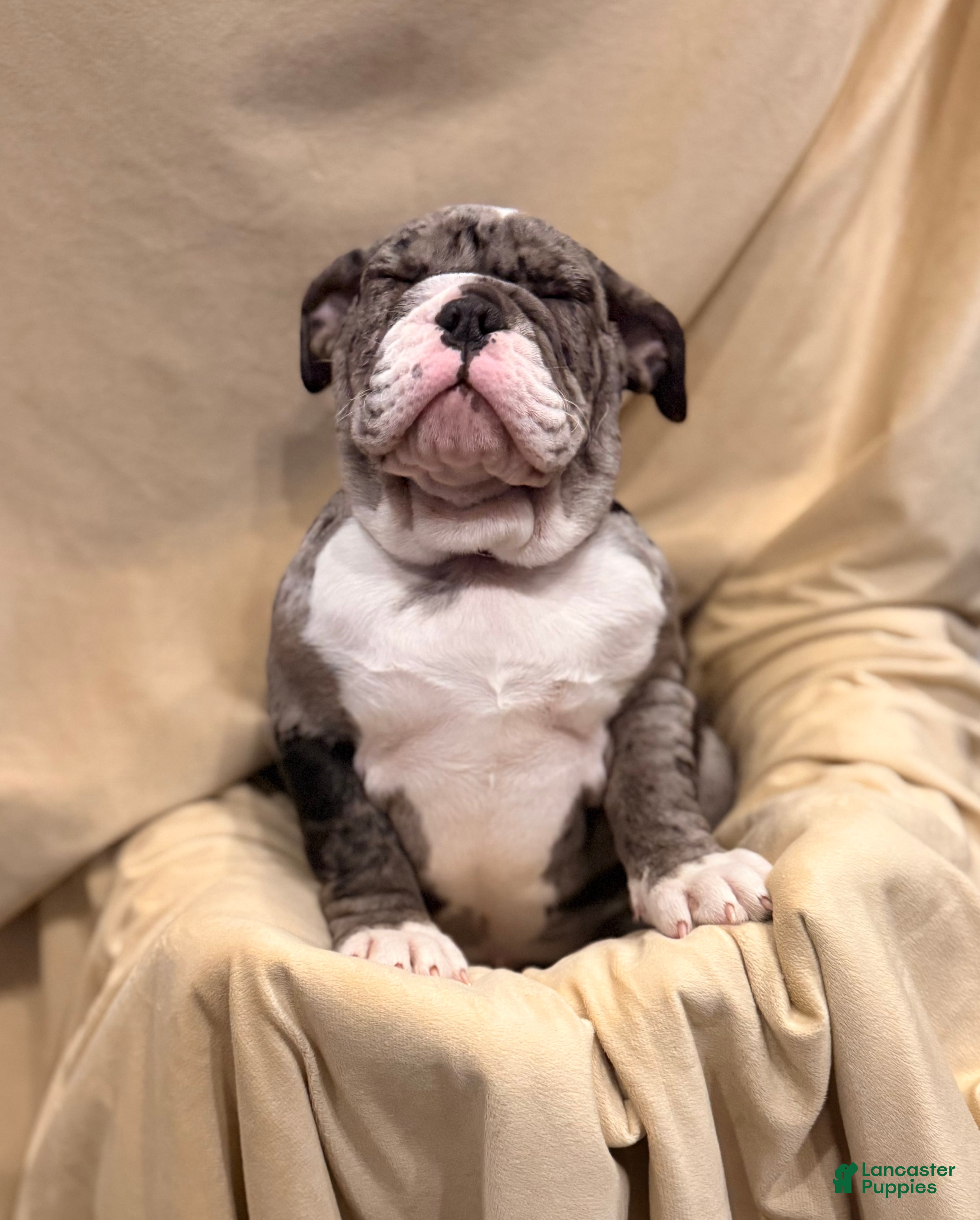 English Bulldog dogs Twinkle - Ad 30