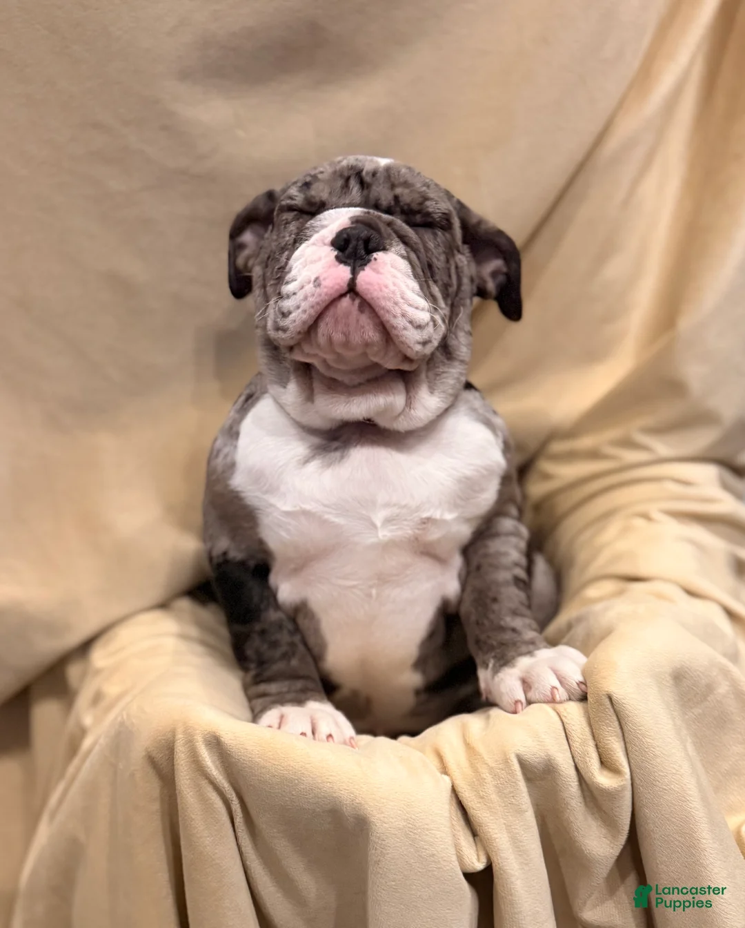 English Bulldog dogs for sale: Twinkle - Ad 1