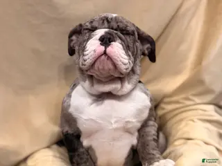 English Bulldog dogs Twinkle - Ad 30
