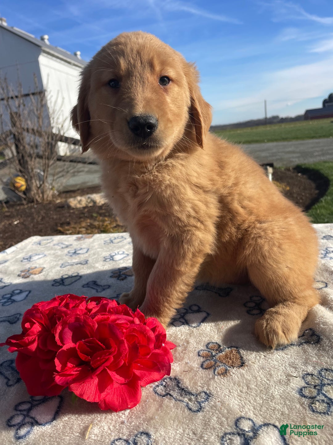 Golden Retriever dogs for sale: Cookie - Ad 4