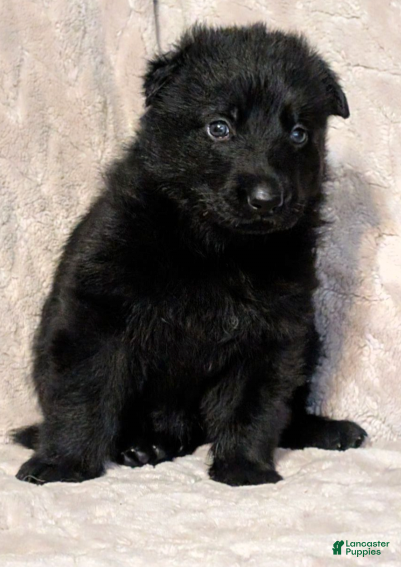 German Shepherd dogs German Shepherd 5 - Ad 14