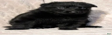 German Shepherd 5