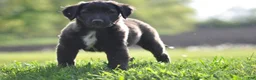 Mixed Breed dogs for sale: Chester - Ad 5