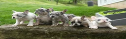 French Bulldog dogs for sale: Amelia (Merle & White) 💙🤍 - Ad 22
