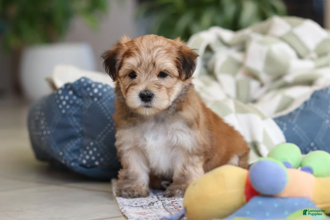 Morkie dogs for sale: Sarah - Ad 11